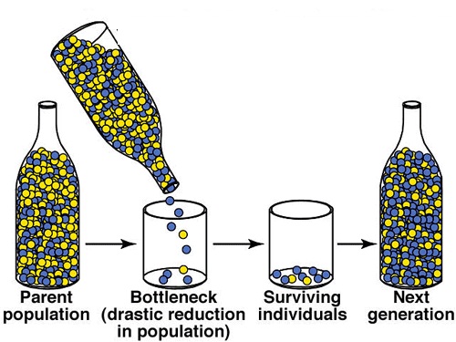 diagram-diagram-of-genetic-drift-mydiagram-online